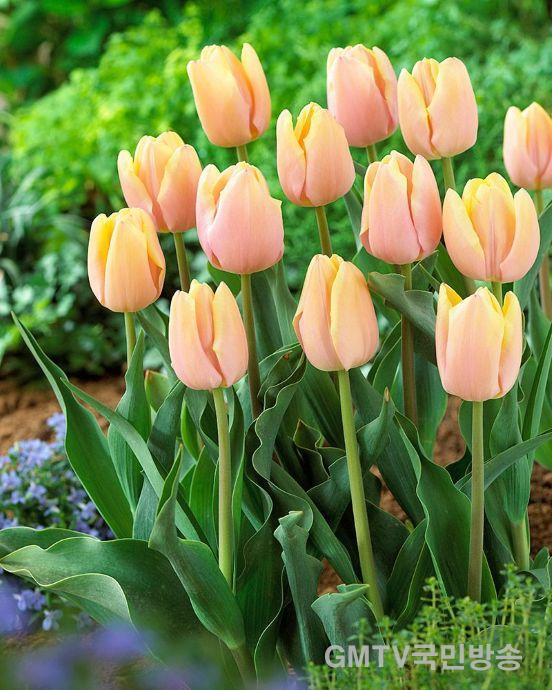 1. [상주시 산림녹지과]튤립 선재(관련 품종 사진).jpg