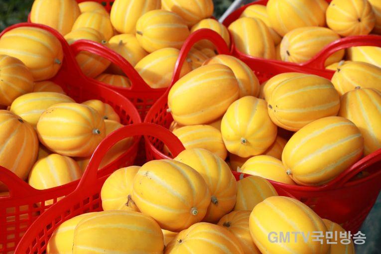 (예천군)이상기후 뚫고 결실 맺은 고당도 예천참외 출하 시작(2).JPG