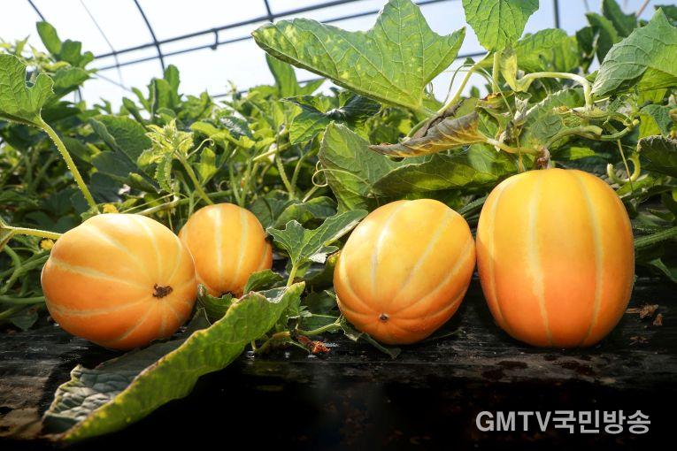 (예천군)이상기후 뚫고 결실 맺은 고당도 예천참외 출하 시작(3).JPG